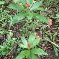 Rauvolfia serpentina (L.) Benth. ex Kurz